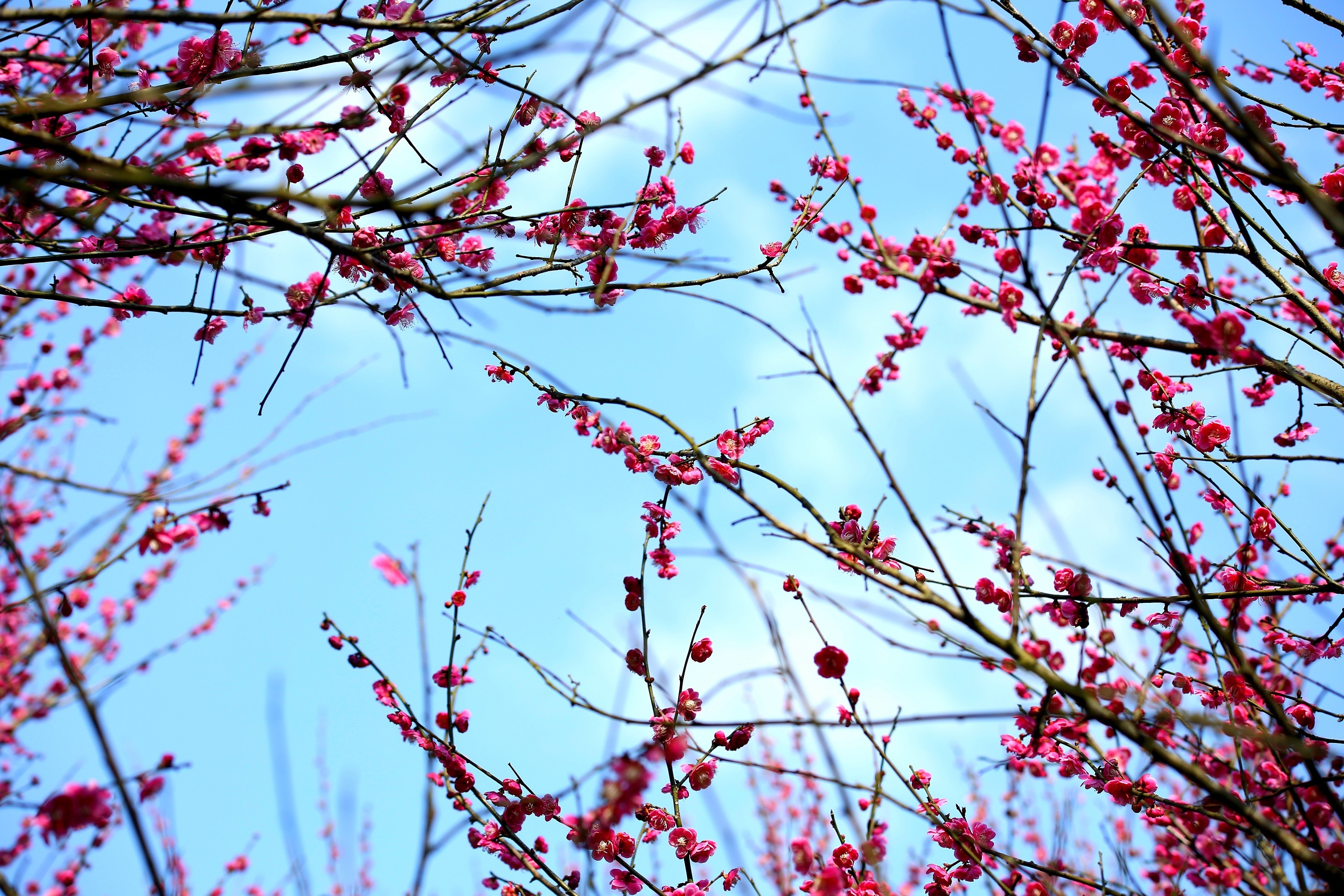 粉红色的梅花,一簇簇俏立枝头,散发出淡淡清香.摄影:张成杰