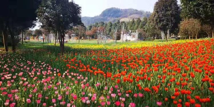 重庆太寺垭森林公园第五届郁金香节2月27日开幕