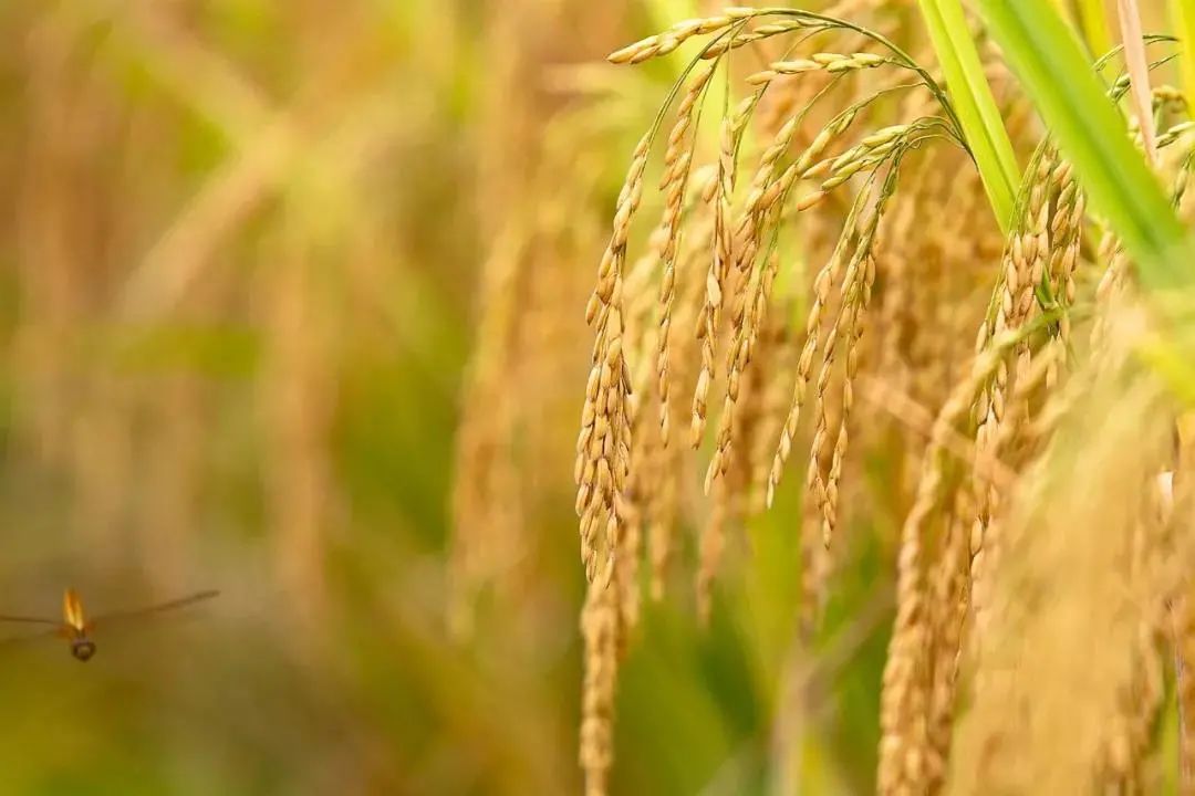 稻花香里说丰年|悦崃镇1400亩有机水稻喜获丰收