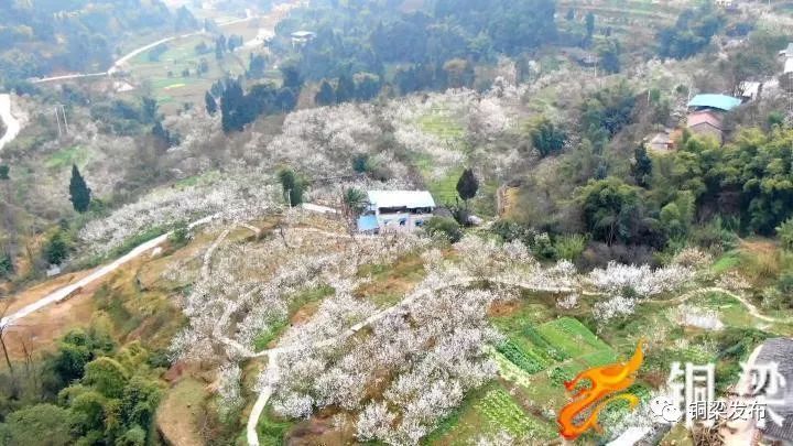 铜梁新闻 正文 围龙镇龙湖村 土桥镇六赢村 石鱼镇兴发村 福果镇