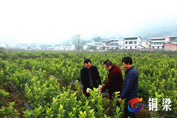 铜梁蒲吕街道:扶真贫兴产业 坚决打赢脱贫攻坚硬仗