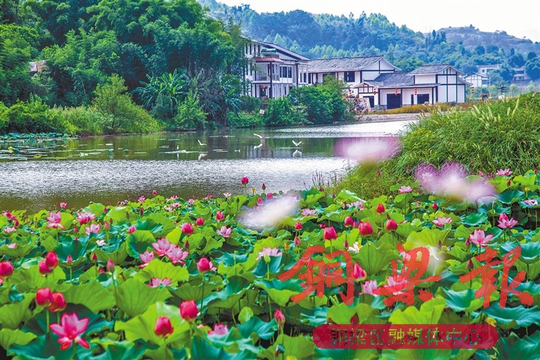 巴川街道玉皇村,村道如"跑道,在田间地头规整延展,道路沿线苗圃林立