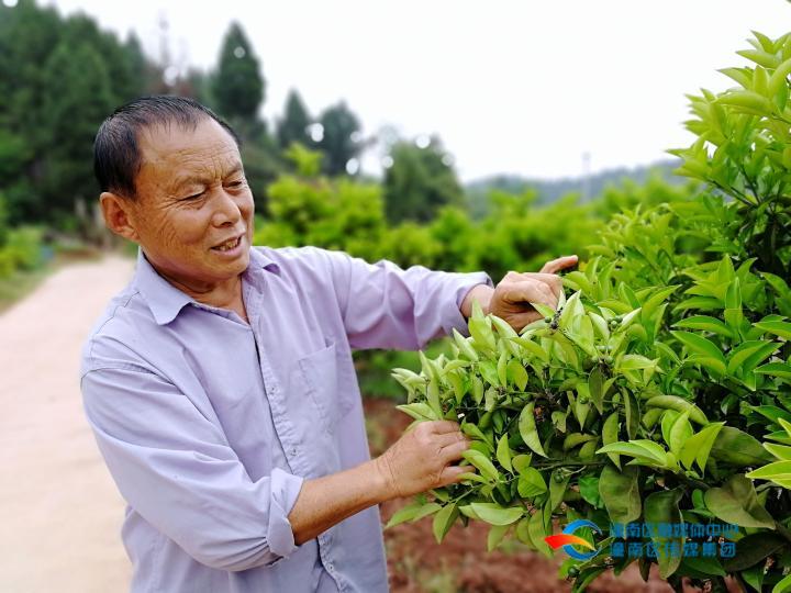 恭喜!潼南药用柑橘研究院挂牌成立