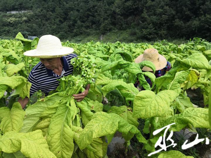 丰收!骡坪下部烟叶采收烘烤全部结束