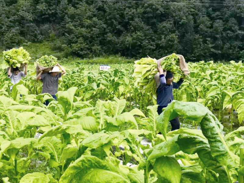 烤烟收购本月20日开秤