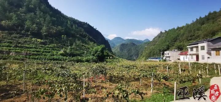 初秋时节 暑气未散巫溪县菱角镇鱼堰村长茂水果种植场的红心猕猴桃