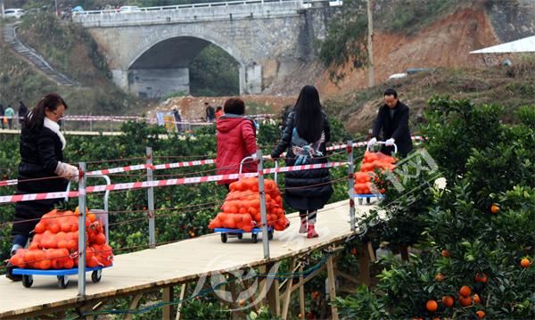 雅江镇麻雀坡脐橙园"人山人海"