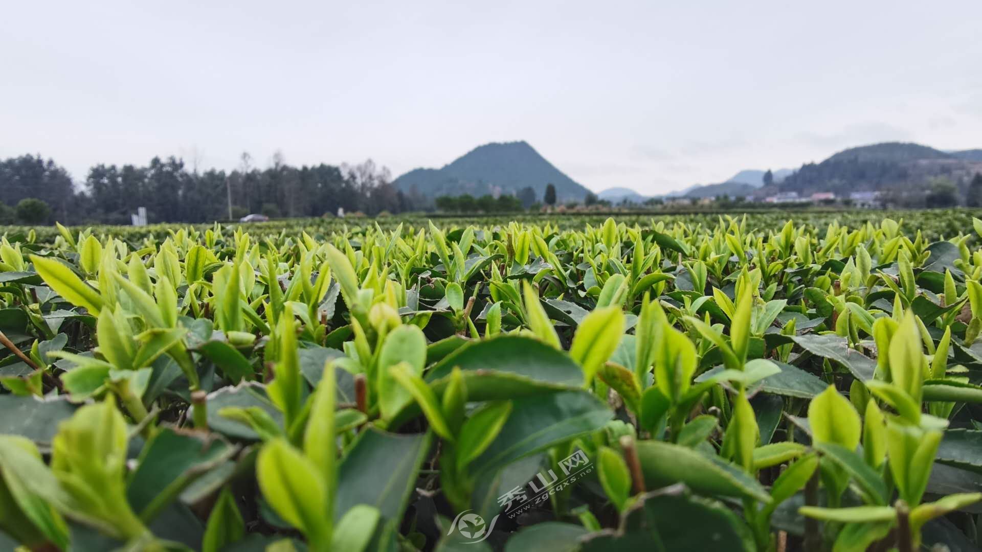 秀山大力发展茶叶产业助农增收成效明显