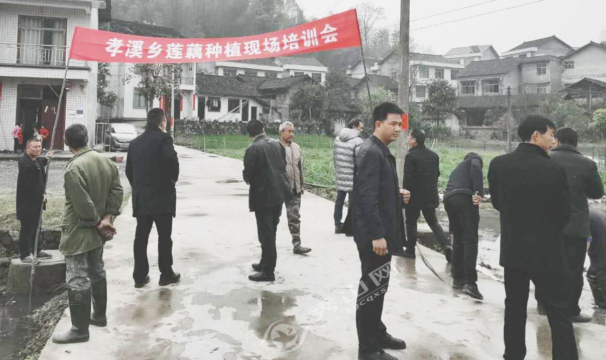 秀山新闻 > 正文秀山网讯 "清明时节雨纷纷,莲藕种植正当时",为加快