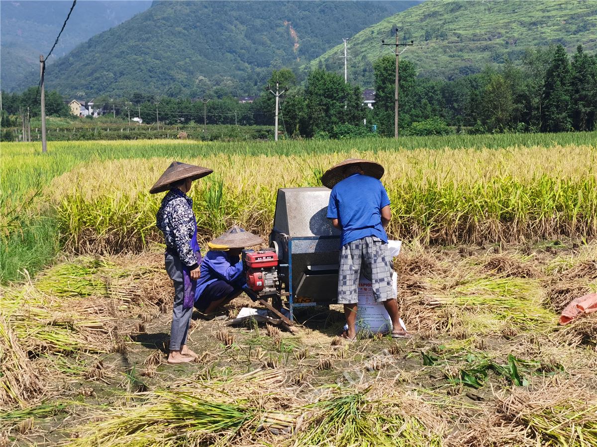 秀山水稻大面积收割即将展开