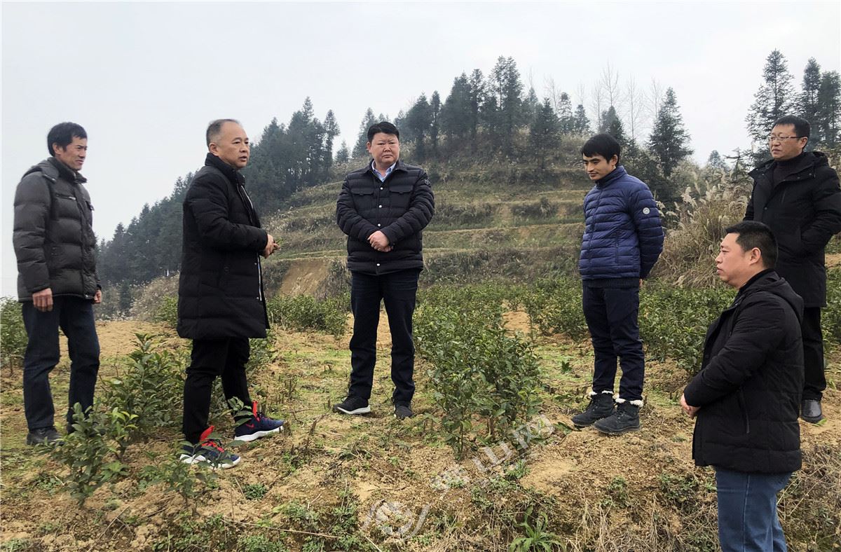 向业顺利用一整天的时间,先后深入兰桥镇正树村油茶基地,生猪代养场