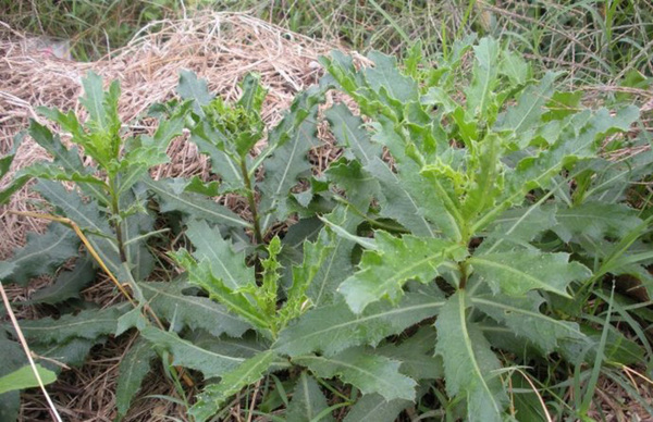 "千针草"是农村常见的野草,秋季经常食用,可以降压,祛瘀