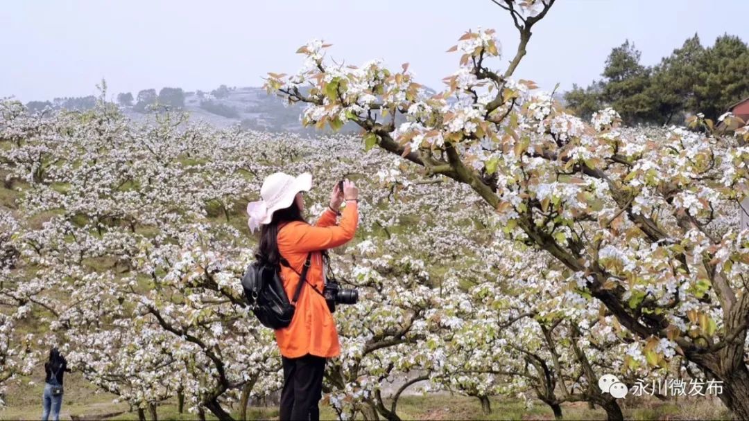 彭刚/摄 最佳赏花点推荐 中华梨村 白岩槽梨园 花海山庄 达康果园