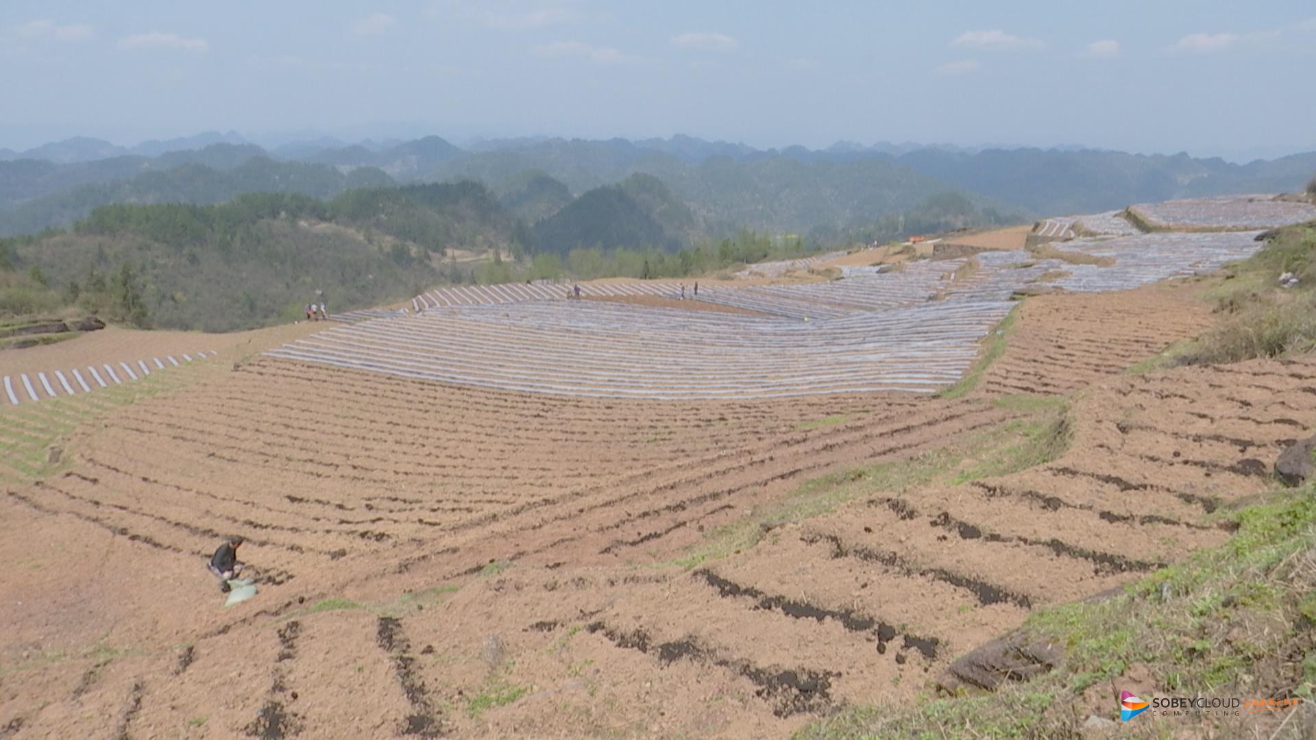板桥乡水车坝村:户户参与产业发展,实现就地就近增收