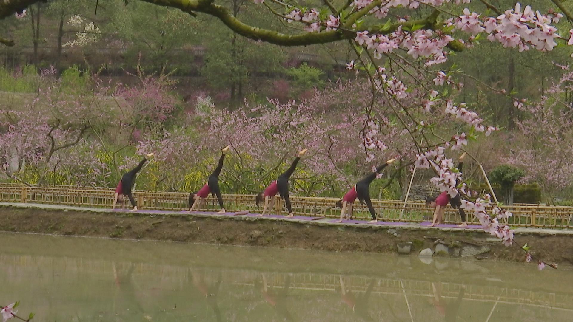 桃花源里桃花开 田园美景迎客来