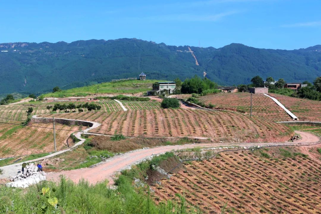 渝北双十万工程探索破解丘陵山区乡村振兴难题