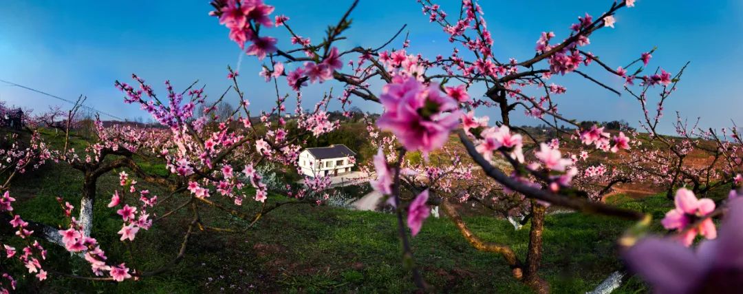 每年春天,金凤村的桃花盛开,美不胜收.许可 摄