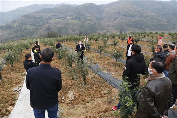 云阳农户田间地里充电推进花椒种植