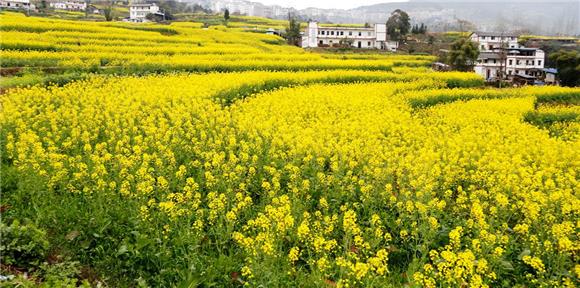 云阳万亩油菜花开 一起"云赏花"