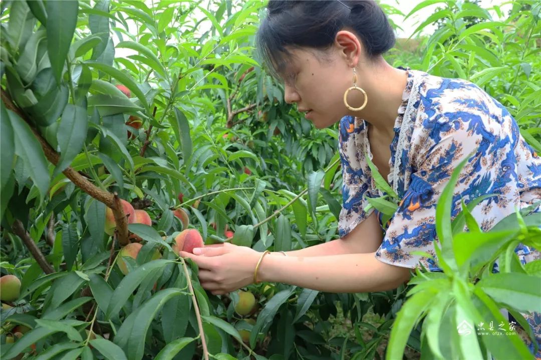 黄金蜜桃基地