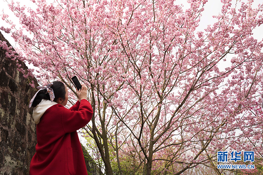 近日,重庆市北碚区五一村的樱花陆续绽放,吸引游客到此踏青赏花.