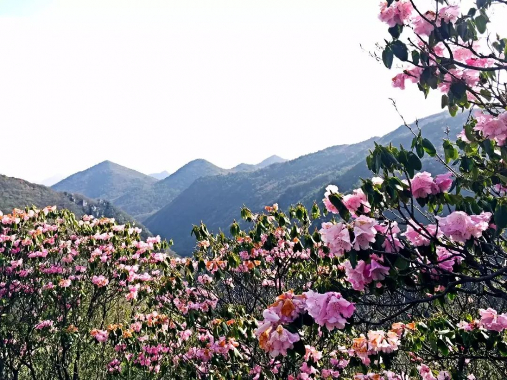 重庆的杜鹃花海惊艳上线去看漫山遍野的映山红