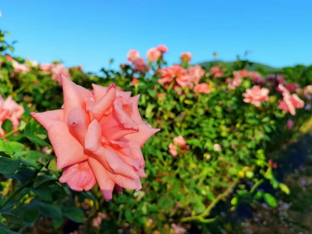 重庆玫瑰花海惊艳登场唯美浪漫如诗如画