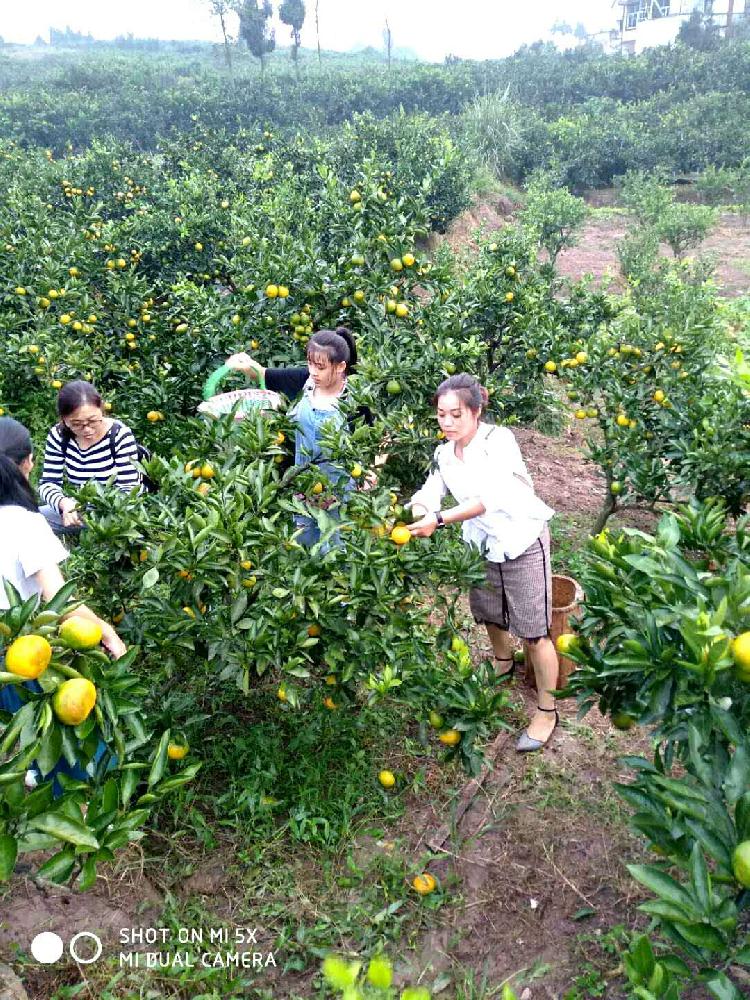 爱心接力!资阳三贤韵味妈妈倾力为万亩佛山橘海代言