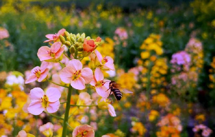 300亩彩色油菜花惊艳最美春天潼南邀市民云游五彩油菜花海