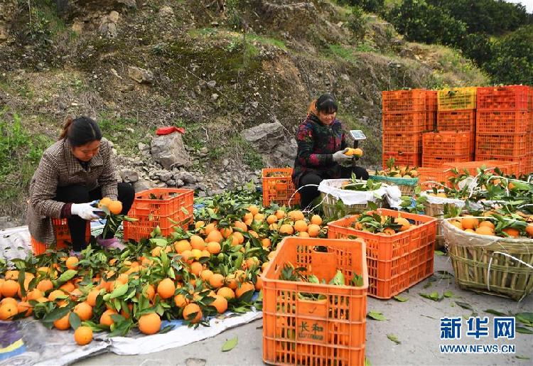 新华社:重庆奉节脐橙种植促农增收