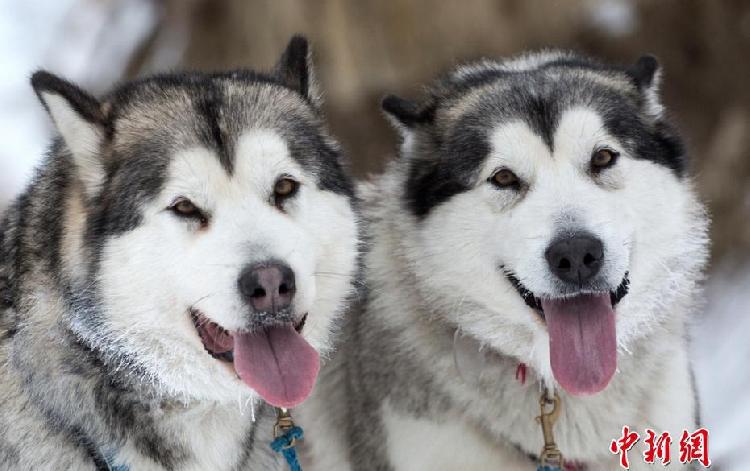 俄罗斯举办雪橇犬锦标赛 一大波二哈贡献表情包