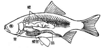 石首鱼濒临灭顶之灾:鱼鳔被当神药售出天价