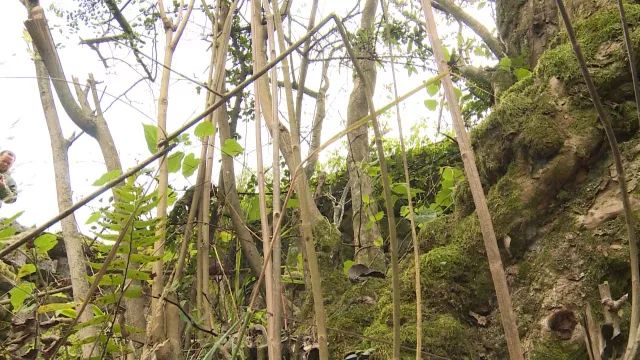 重庆丰都发现罕见黄荆树,树龄超300年!