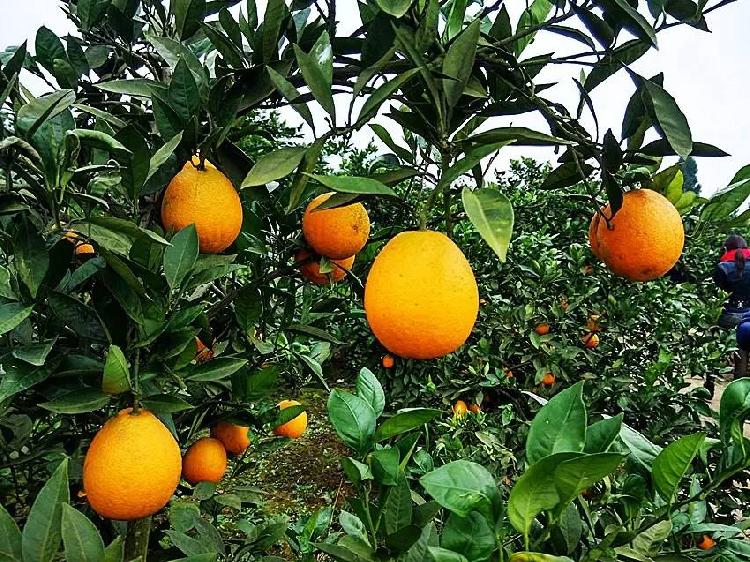 推荐采摘地:合川狮滩镇葛家岩古寨