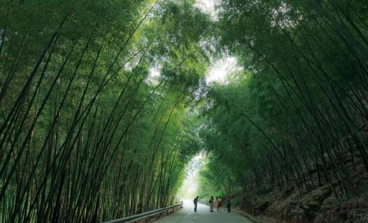 梁平区百里竹海旅游度假区区地跨屏锦,竹山,龙门,新盛,七星,虎城