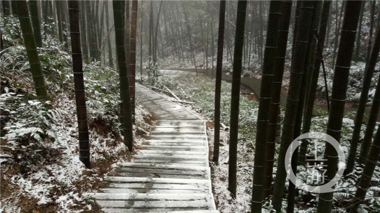 上游带你去看雪永川时隔两年茶山竹海再下雪