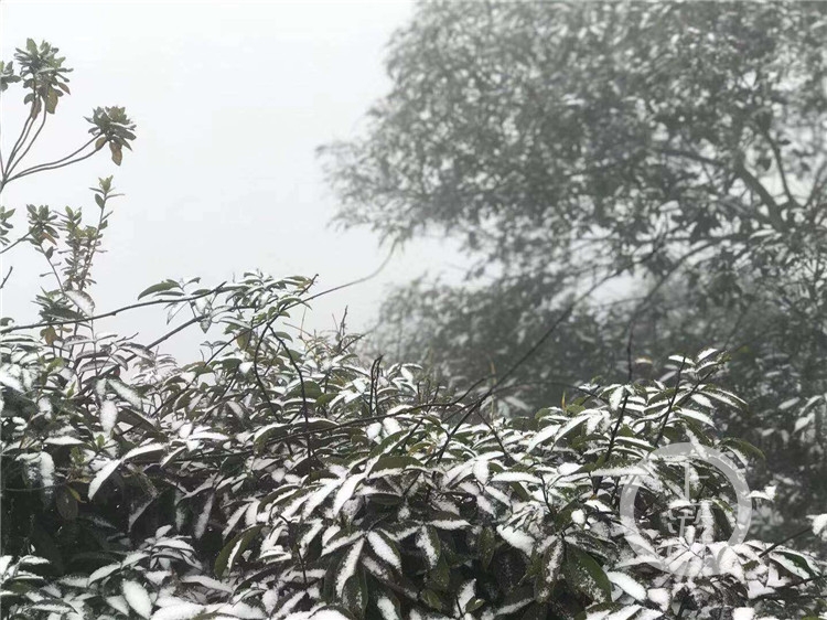 上游带你去看雪·永川 | 时隔两年,茶山竹海再下雪