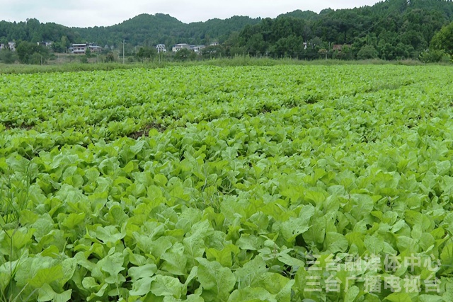 先锋村:发展壮大青菜产业 持续巩固群众收入