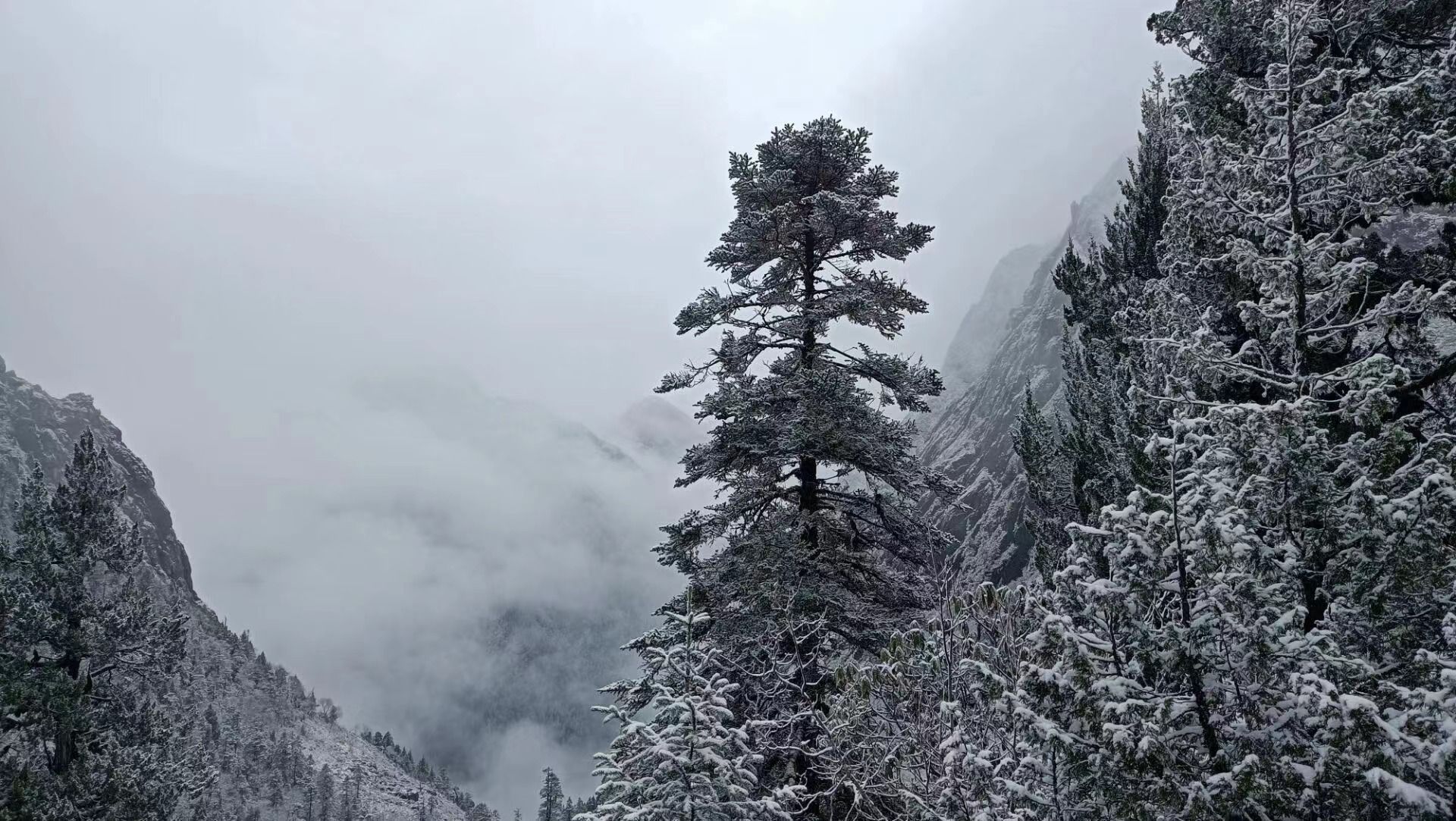 四川平武王朗下雪啦