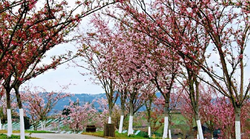 【澜岭江花樱花园】高坪区都京街道民主村的澜岭江花景区,450余亩