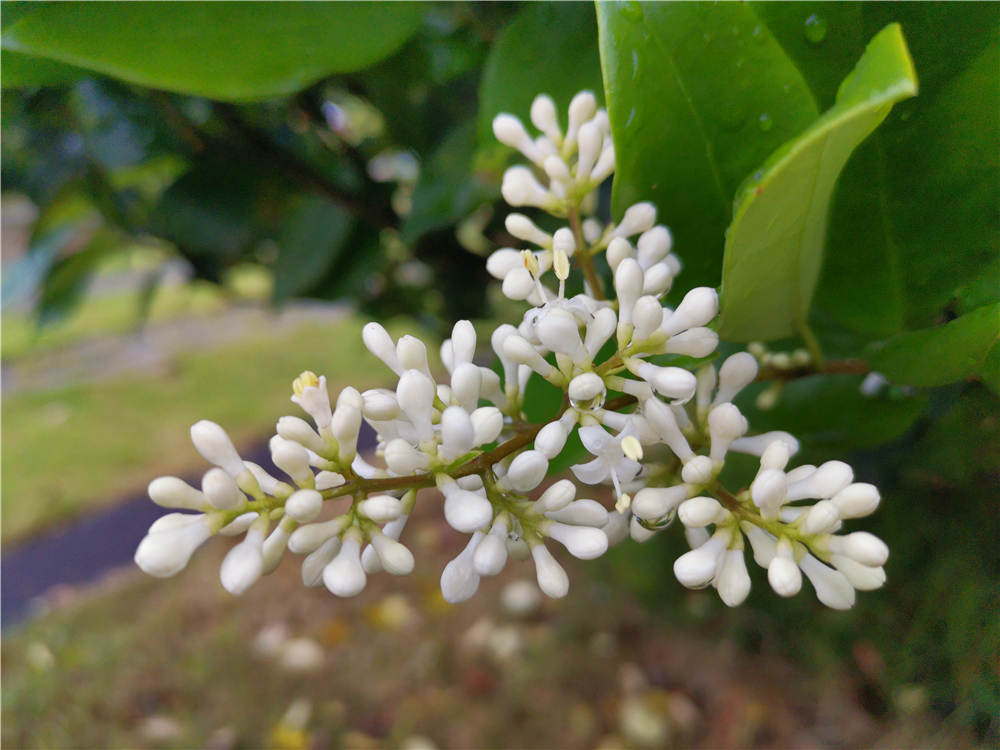 美丽吉安暮春四月小蜡花开洁白如雪气味芬芳