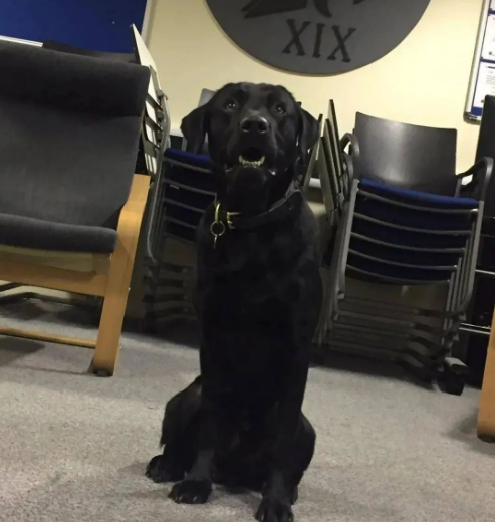 缉毒犬被警队开除网友知道原因后笑喷了哈哈哈