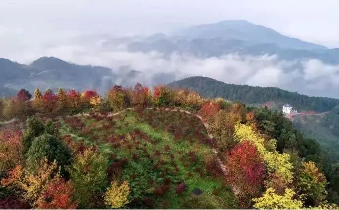 巴南彩色森林 重庆市林业局供图在武隆区的仙女山国家森林公园