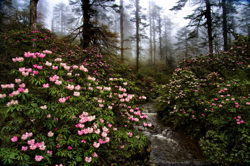 杨诗雨摄据了解,瓦屋山杜鹃花从4月初至5月中旬,分低,中,高山区次第