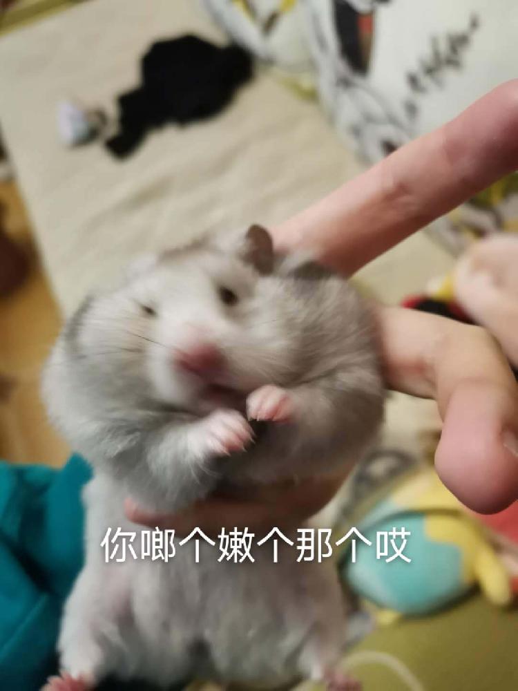 行走的表情包!这只金丝熊生气爱跑轮子,为吃零食讨好主人