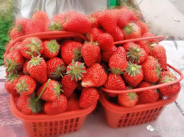 可以在棚内 随便摘,随便吃 市民收获满满一篮草莓 老板说: 你随便装