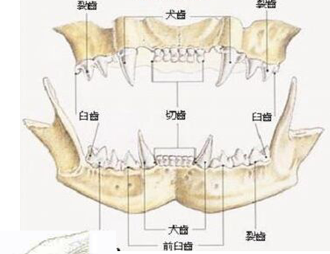 从牙齿结构和咀嚼方式看:口腔无淀粉酶:没有消化谷物及其复合碳水化合