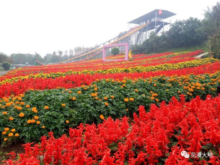 菊韵凤凰,魅力花海,花漫大地第四届乡村菊花节与您相约