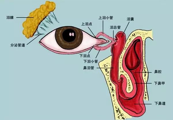 二按,是用棉签按压泪囊区,目的是使存留在大眼角的脓液等分泌物流出