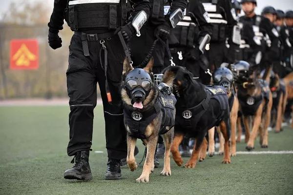 有想养狗的吗?警犬!